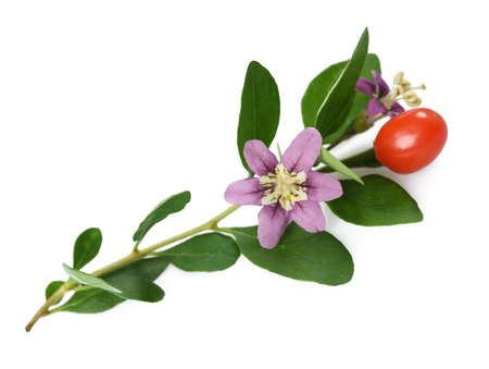 flower berry and leaves goji. isolated onj whiteの写真素材