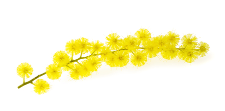 Mimosa (silver wattle) branch isolated on white background.の写真素材