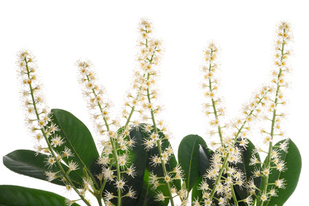 Prunus laurocerasus flowers isolated on whiteの写真素材