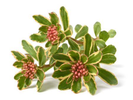 Sedum spurium Tricolor flowers isolated on white