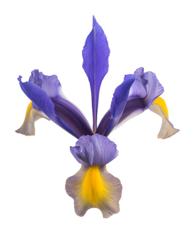 Iris flower isolated on white backgroundの写真素材