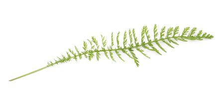yarrow sprig (achillea millefolium) isolated on white background.