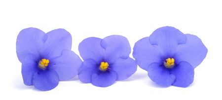 Saintpaulia (African violets) isolated on white backgroundの写真素材