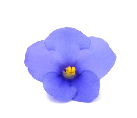 Saintpaulia (African violets) isolated on white backgroundの写真素材