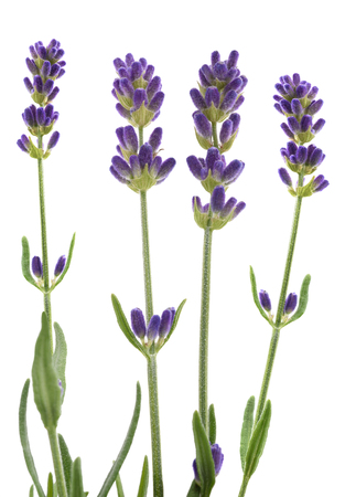Lavender flowers isolated on whiteの写真素材