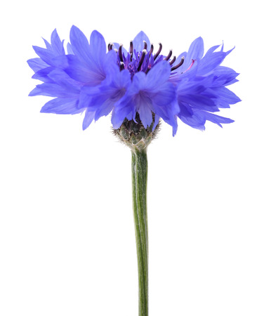 Blue cornflower (Cyanus segetum) isolated on white backgroundの写真素材
