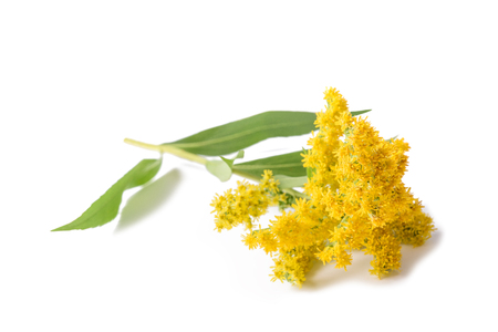 Goldenrod (Solidago gigantea) flowers isolated on whiteの写真素材
