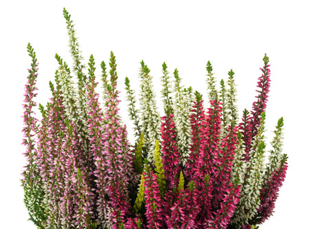 Calluna plants with flowers isolated on whiteの写真素材