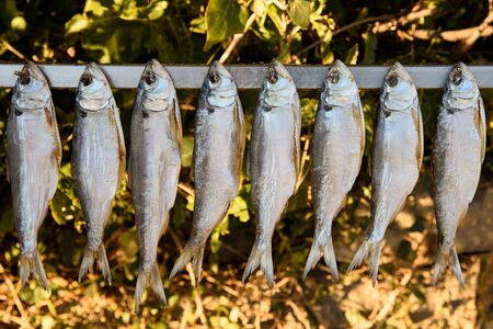 shad exposed to the sun to dryの写真素材