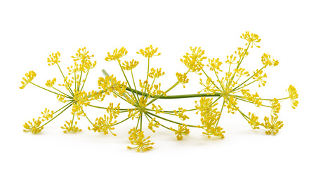 Wild fennel flowers isolated on white backgroundの写真素材