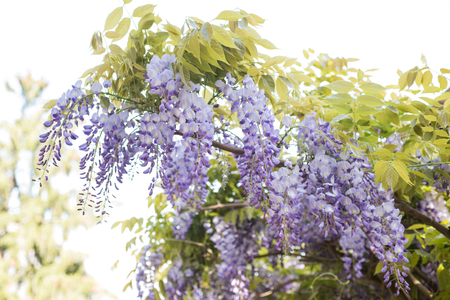 Hanging purple wisteria bunches   flowers in spring