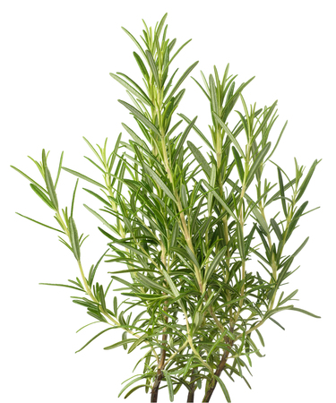 rosemary plants isolated on white backgroundの写真素材