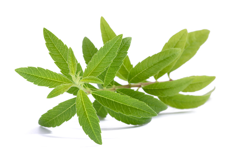 Lemon Verbena (beebrush) isolated on white backgroundの写真素材