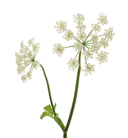 Angelica archangelica flowers isolated on white backgroundの写真素材