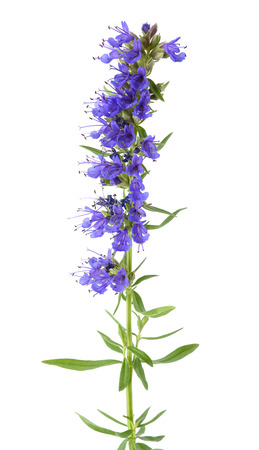 hyssop(Hyssopus officinalis) flowers isolated on white backgroundの写真素材