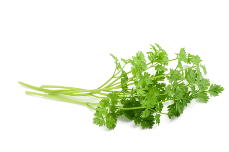 Fresh Chervil bunch isolated on white backgroundの写真素材