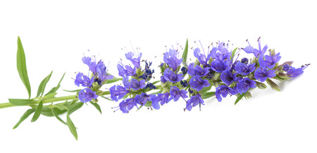 hyssop(Hyssopus officinalis) flowers isolated on white backgroundの写真素材