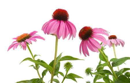 Pink coneflowers (echinacea) isolated on white backgroundの写真素材