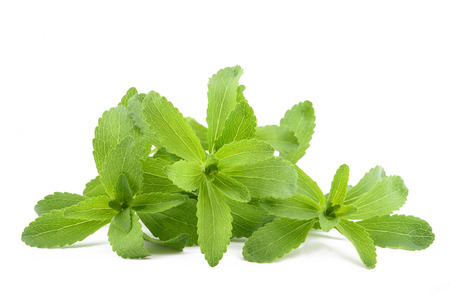 Stevia rebaudiana   isolated on white backgroundの写真素材
