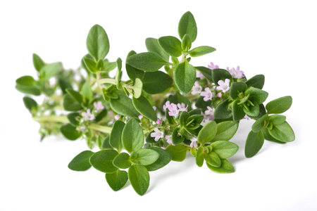 thyme with flowers isolated on white backgroundの写真素材