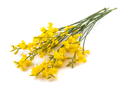 broom flowers isolated on a white backgroundの写真素材