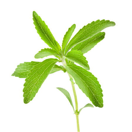 Stevia rebaudiana sprig isolated on white backgroundの写真素材