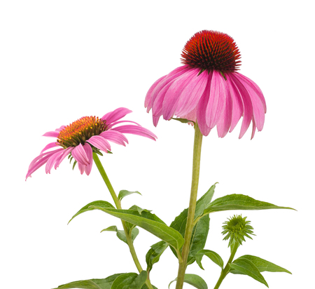 Pink coneflowers (echinacea) isolated on white backgroundの写真素材