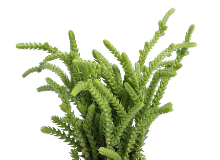 Crassula muscosa lycopodioides plant isolated on white backgroundの写真素材