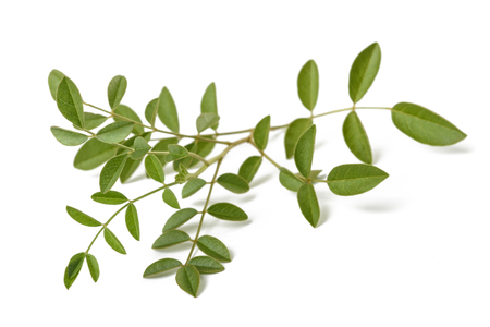 licorice branch isolated on white backgroundの写真素材