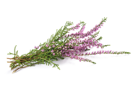 Purple heather flowers isolated on white backgroundの写真素材