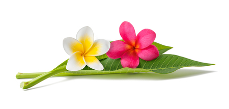 Red and white Frangipani flowers with leaves isolated on whiteの写真素材