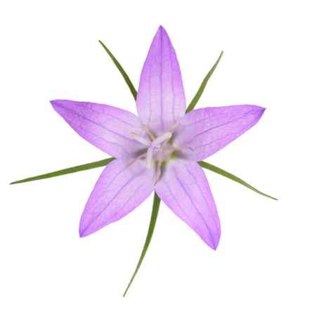  Wild rampion bellflower Flower (Campanula rapunculus) isolated on whiteの写真素材