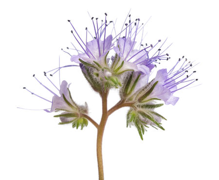 Lacy phacelia, blue tansy or purple tansy isolated on white backgroundの写真素材
