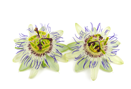 Passion flowers  isolated on white backgroundの写真素材