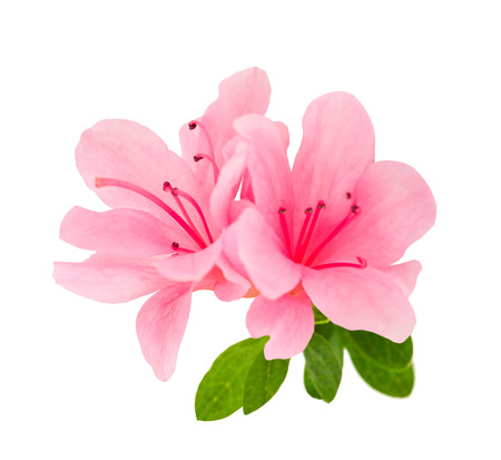 azalea flowers  isolated on white backgroundの写真素材