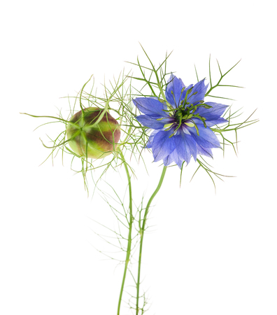 nigella flower isolated on white backgroundの写真素材