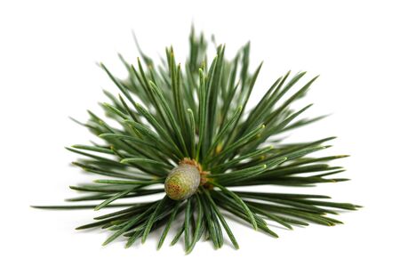 Pine branch with bud isolated on whiteの写真素材