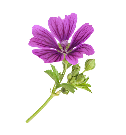 Mallow plant with flower isolated on whiteの写真素材