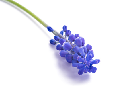 muscari flowers isolated on white backgroundの写真素材