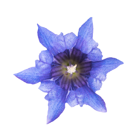 Gentiana asclepiadea isolated on white backgroundの写真素材