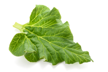 Fresh Rhubarb leaf (Rheum rhabarbarum) isolated on whiteの写真素材