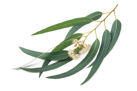 Eucalyptus branch with flowers  isolated on whiteの写真素材