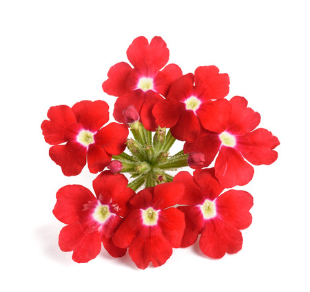 Red verbena flowers isolated on white backgroundの写真素材