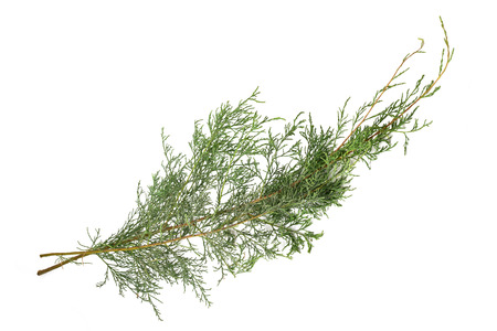 Tamarisk branches isolated on white backgroundの写真素材