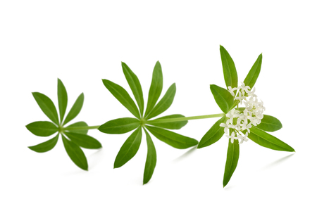 Fresh sweet woodruff with flowers isolated on white backgroundの写真素材