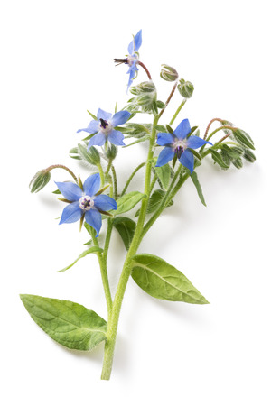 Borage plant (Borago officinalis) isolated on white backgroundの写真素材