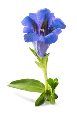 Gentian flower ( Gentiana acaulis ) isolated on whiteの写真素材