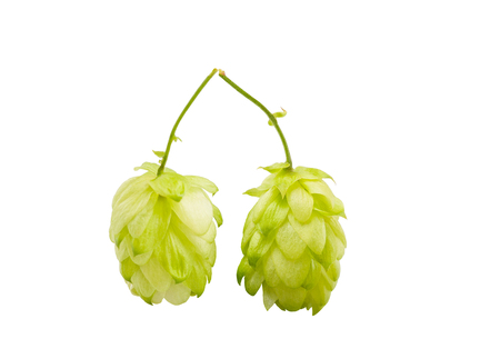 hops with leaves isolated on whiteの写真素材