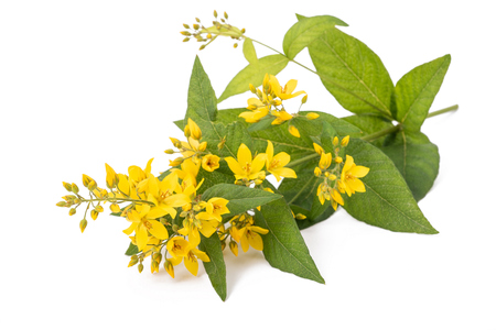 Yellow Loosestrife isolated on white backgroundの写真素材