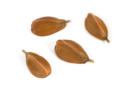 Beechnuts group isolated on white background